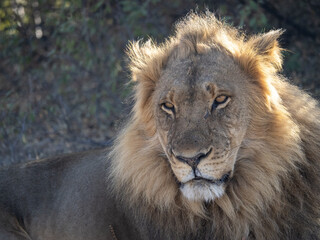 African Lion in Zimbabwe Hwange National Park