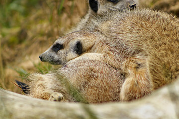 A group of resting meerkats. Meerkats in a group. Gang, family, friends. A meerkat watching the surroundings.