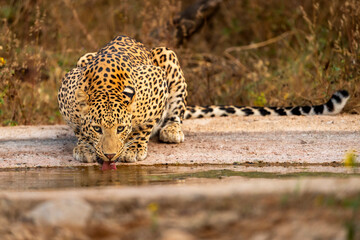 Indian wild female leopard panther panthera pardus fusca quenching thirst or drinking water from waterhole with eye contact during evening safari at jhalana forest reserve jaipur rajasthan india asia