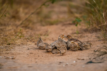 wild family of grey francolin or grey partridge or Francolinus pondicerianus with small chicks walking together on a jungle or forest track at Ranthambore national park tiger reserve rajasthan india