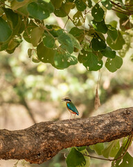 Indian pitta or Pitta brachyura beautiful colorful nine colors bird perched on branch of tree summer season visitor in natural green background at ranthambore national park forest tiger reserve india