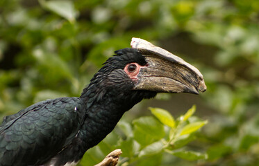 Portrait of a trumpeter hornbill in profile. Big bird in nature. Defocused green background. A bird in the crown of a tree. Bird, portrait, eye, beak, feathers, bird watching.