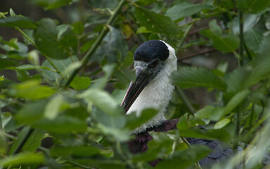 Fototapeta premium Portrait of an Asian woollyneck in the treetops. Asian woollyneck among the leaves. Close-up of a large bird among the leaves of a tree.