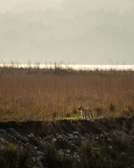 Wild royal bengal tiger or panthera tigris standing in backlight in vast and scenic landscape of dhikala zone in winter season safari at jim corbett national park forest reserve uttarakhand india asia