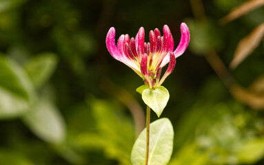 Fototapeta premium Honeysuckle plant flower detail. Wild plant in the park. Honeysuckle, flower detail. Defocused green background.