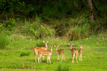 wild spotted deer or chital at bandhavgarh national park forest tiger reserve madhya pradesh india axis deer family or herd or group alert curious face expressions in natural scenic green background