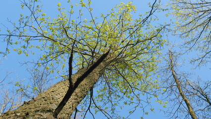 Young Green Oak Leaves In Sun. Small Leaves Tree Waving At Blue Sky Background With Natural Air Pressure. Travel Vacation Nature Concept.