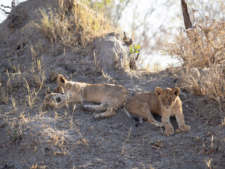 African Lion in Zimbabwe Hwange National Park