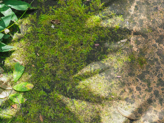 The rocks in the forest have moss for a natural texture and environment.    