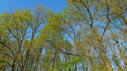 Calm Healing Footage. Sun Shines Through Foliage. Spring Oak Leaves On A Dark Background. Summer Wood. Oak Foliage And Flowers In Spring Season.