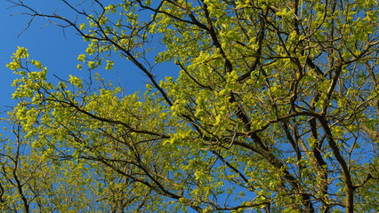 Obraz premium Calm Healing Footage. Sun Shines Through Foliage. Spring Oak Leaves On A Dark Background. Summer Wood. Oak Foliage And Flowers In Spring Season.