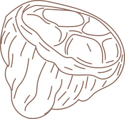 Line art illustration of a cacao pod split open, showing seeds inside.
