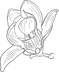 Magnolia flower line art. Flat isolated  hand drawn flowers. Minimalist style vector illustration