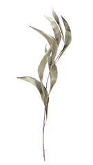 Aesthetic leaf branch png sticker, transparent background