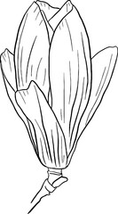 Flower bud line art. Flat isolated  hand drawn flowers. Minimalist style vector illustration