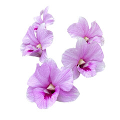Obraz premium pink orchid isolated on white background