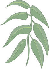 Illustration of Eucalyptus Leaves on Branch.