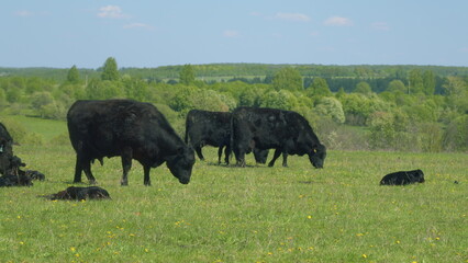 Black Angus In Summer Green Grassy Meadow. Cows On A Green Field. Peaceful And Sunny Landscape. Animal Grazing In Pasture.