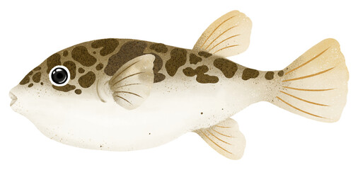 Puffer fish png sticker, animal illustration, transparent background © Rawpixel.com
