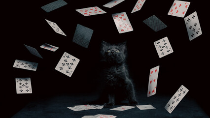 playing cards fall on a little kitten sitting on a black table