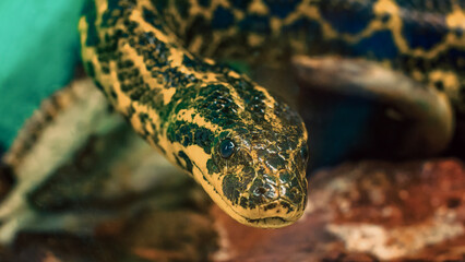portrait of Paraguayan South or Yellow Anaconda
