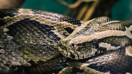 big snake anaconda close up