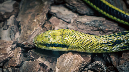 green snake head and eye