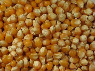 Close-up of corn background