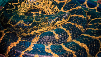Paraguayan South or Yellow Anaconda is ringed by a ring