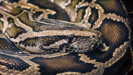 big snake anaconda close up