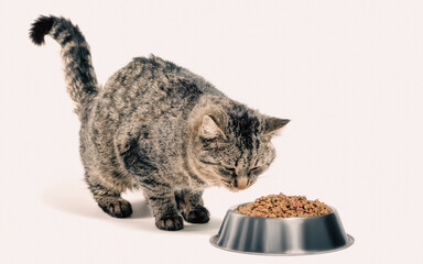 gray cat mongrel with a bowl of dry food