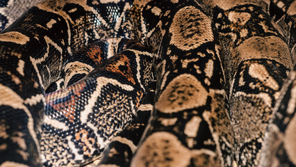 Bright Boa Snake skin abstract textured Pattern spoted