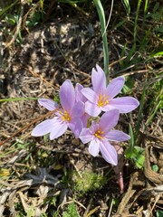 spring crocus flowers