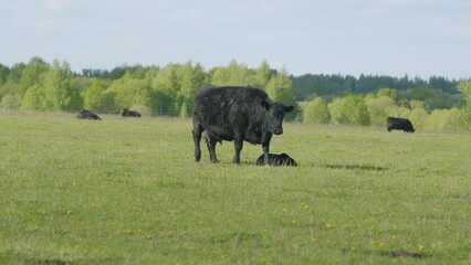 Cows On Summer Day Pasture. Black Angus Grazing On Pasture. Field Of Cows Grazing At Day. Farming Business.