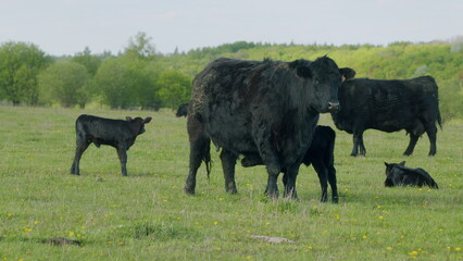 Herd Or Black Angus Cows. Black Angus Calf Suckling From Mother At Free Range Farm. Cow Feeding Her Calf In The Beautiful Countryside.