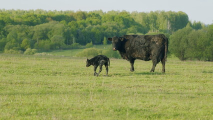 Black Cow Walking And Eating Grass On Green Meadow. Cow Black Angus Grazing On Pasture In Spring Day.