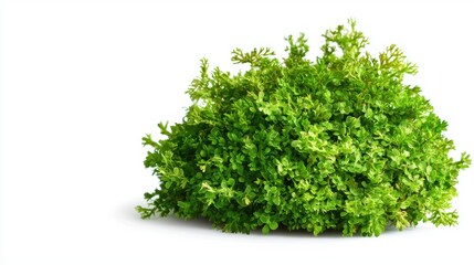 Obraz premium Patch of lush green moss isolated on a white background perfect for eco-friendly concepts natural textures and organic designs