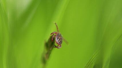 Infectious Parasitic Insect Ixodid Ticks On A Green Background. Encephalitis Tick Creeps On Leaf Of Plant In Forest. Mite.