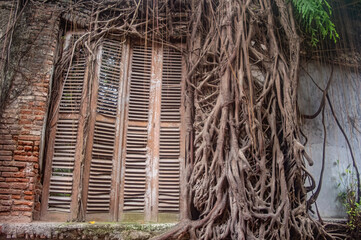 An old wooden window with shutters is overtaken by thick, sprawling tree roots, creating a striking...
