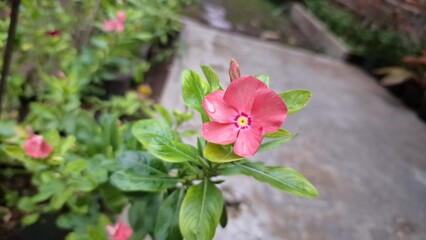 The pink petaled flowers bloom beautifully and beautifully, surrounded by green leaves. Cayenne Jasmine ,Periwinkle, Catharanthus rosea, Madagascar Periwinkle, Vinca (catharanthus) cora, Apocynaceae