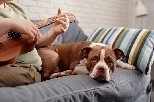 Dog sitting near boy playing ukulele on sofa at home