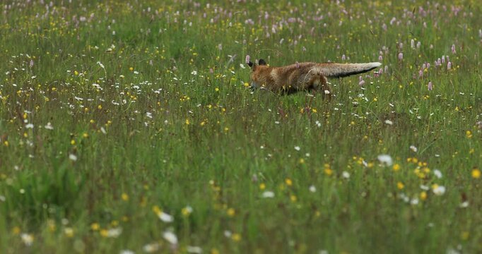 Red fox, Vulpes vulpes, sniffs about feed in flowered meadow. Spring in nature. Orange fur coat animal hunting in fresh spring rain. Fox running in colorful blossoms. Wildlife scene from highlands.