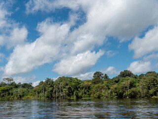 Fototapeta premium Amazon river landscape with rainforest.