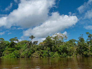 Amazon river landscape with rainforest.