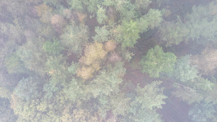 This stunning aerial photo beautifully showcases a vibrant forest canopy, richly adorned with breathtaking autumn hues