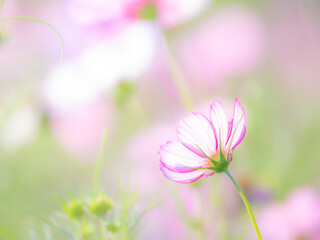 Obraz premium 秋の公園や花壇を彩るコスモスのある風景。背景。自然風景素材。