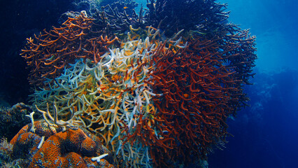 Staghorn coral suffering from coral bleaching with some remaining healthy brown polyps. Raja Ampat, Indonesia