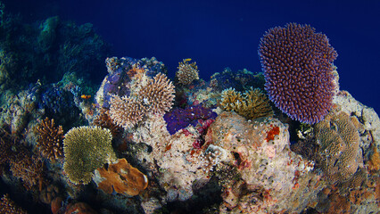School of tropical fish swim through a vibrant coral reef in the ocean. Raja Ampat, Indonesia