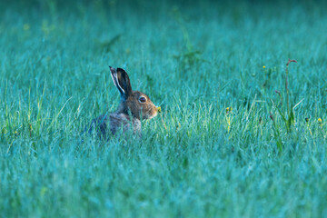 Mountain hare sniffing a Dandelion on a green field during an early summer morning near Kuusamo, Northern Finland