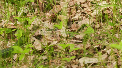 Grass Snake In Green Leaves. Moving Snake. Adder Head Raising In Forest Early Spring Forest.